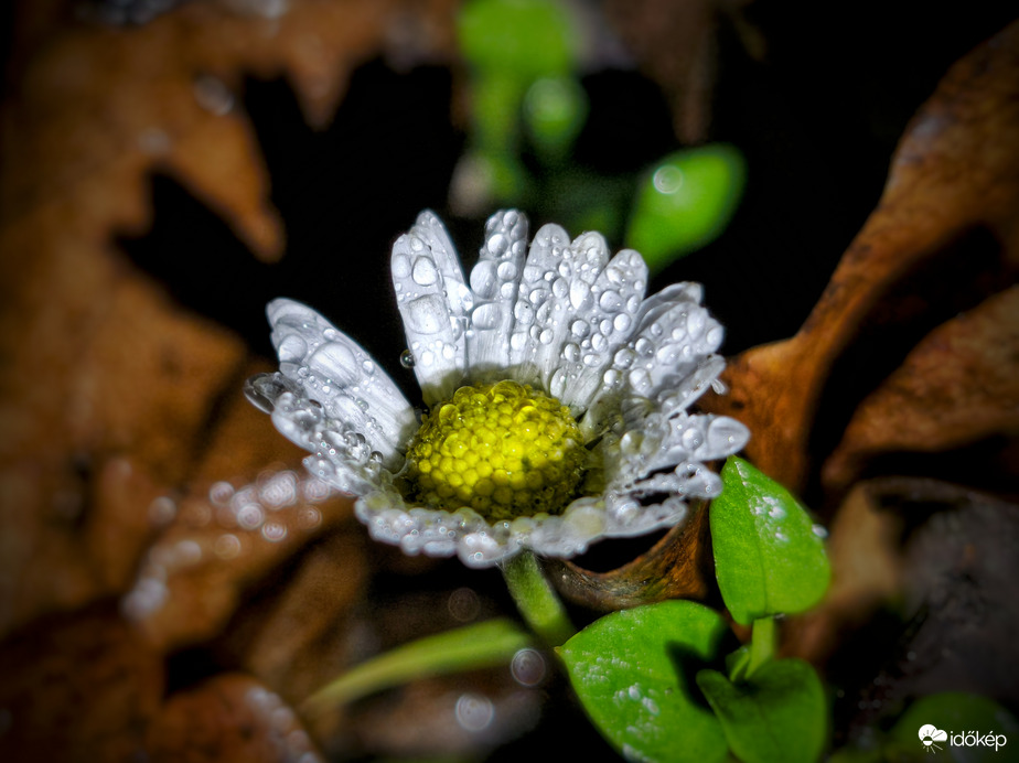 Százszorszép az ősz ölelésében
