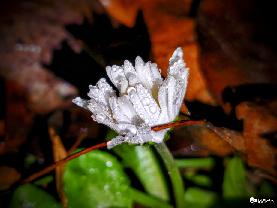 Levélfogó gyöngyökkel díszített százszorszép