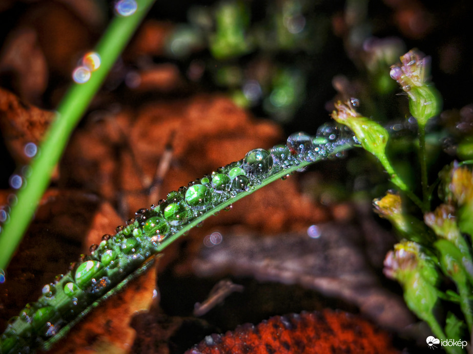 Szitálós gyöngyfüzér őszi levelekkel