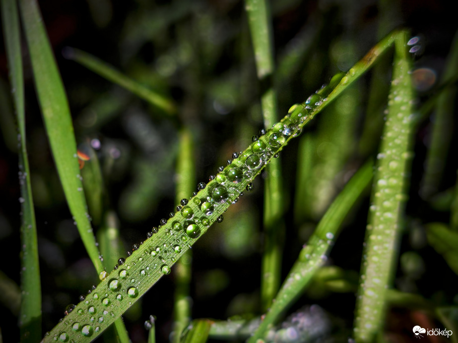 Gyöngyök éjjeli felvonultatása
