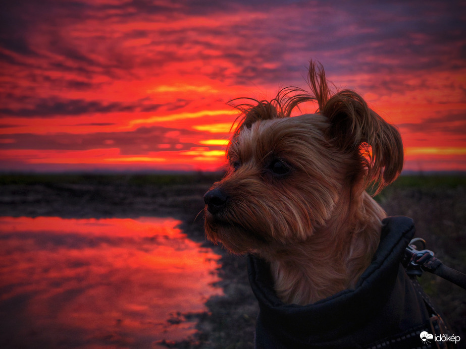 Mazsola a november végi alkonyatban