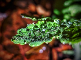 Csepergő eső ékszerei