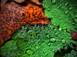 Zsenge zöld és őszi színek december eleji vetélkedése