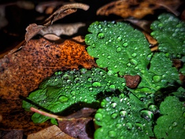 Az ősz maradt, a tél csak benézett hozzánk