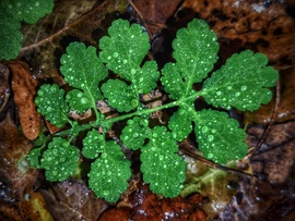 Gyöngyöző gyönyörűség