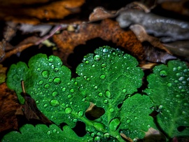 Az időnként eleredő eső csodái