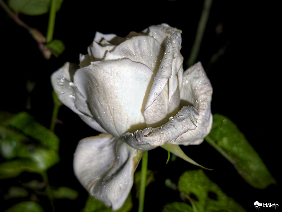 Cseppeket gyűjtő decemberi rózsa