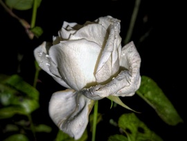 Cseppeket gyűjtő decemberi rózsa