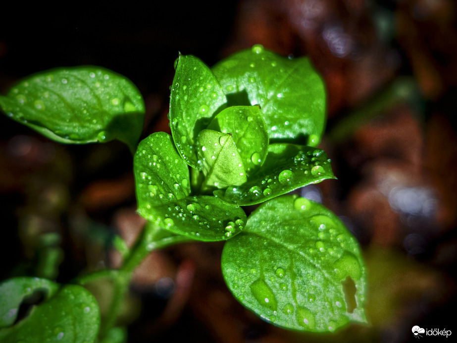 Unaloműző esőcseppek