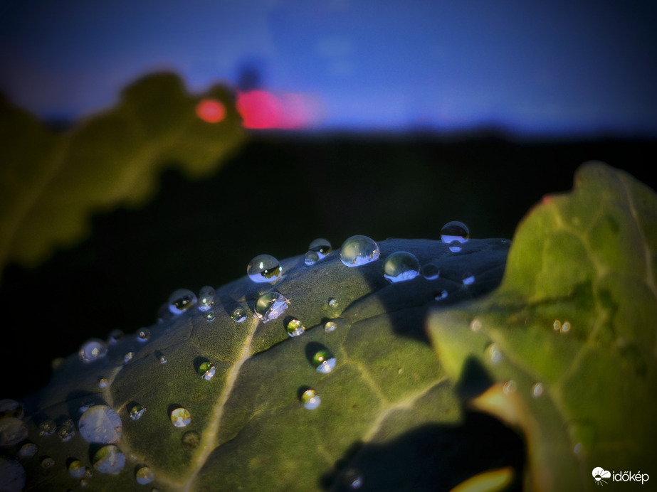 Kékórai gyöngyök