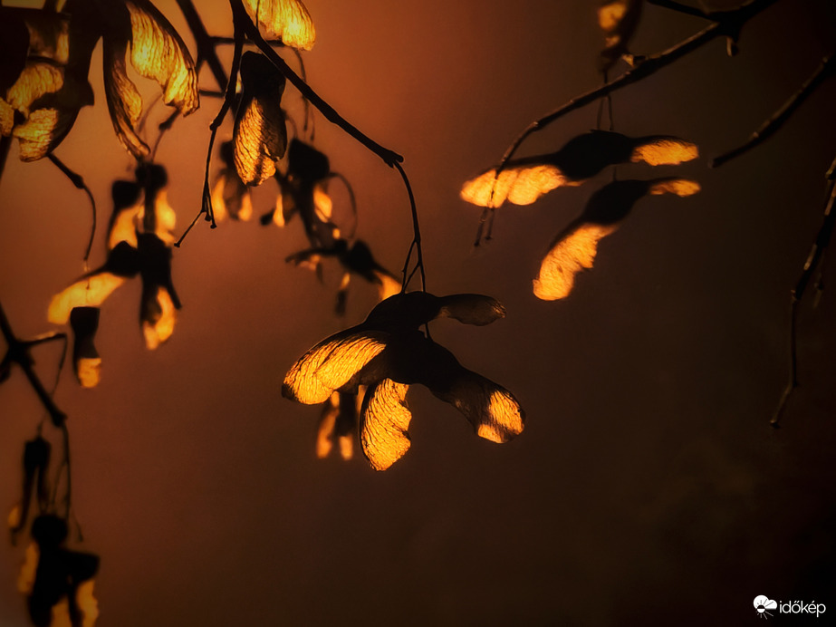 Lámpafényben sütkérezők