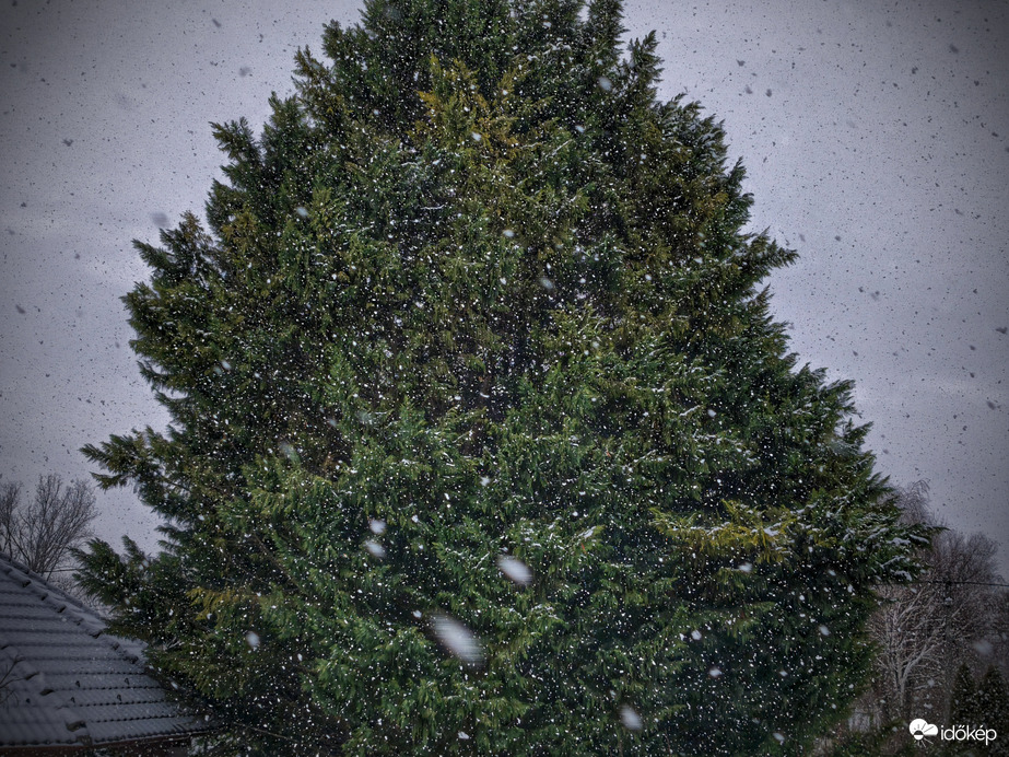 Örökzöld és a havazás ellenállhatatlan látványa