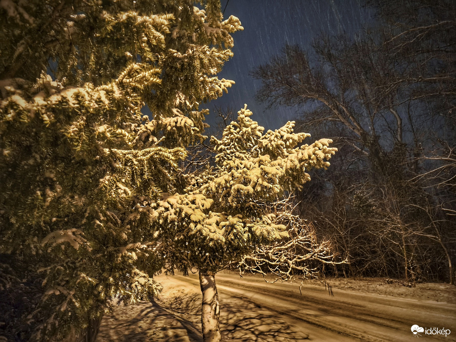 Havazódnak a fenyvesek