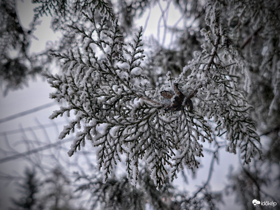 Zúzmarával körbefonva