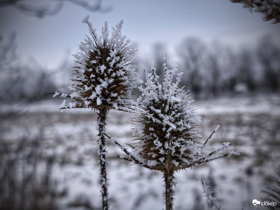 Társak a zúzmarában