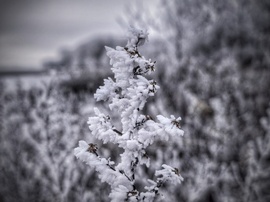 Zúzmarás műalkotás