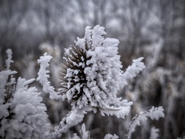 Zúzmarás mezei mikrofon
