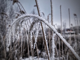 Zúzmarával sörényesítve