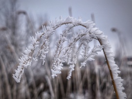 Súlyosbodó kristályok