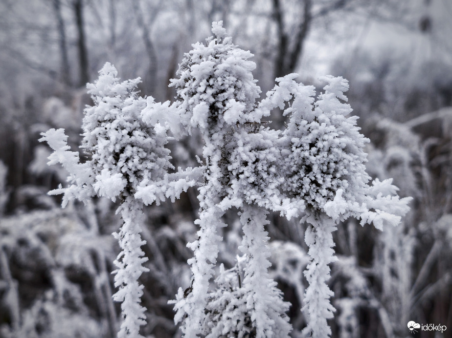 Zúzmarás társulat