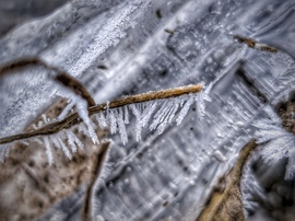 Jég hátán is zúzmara nő