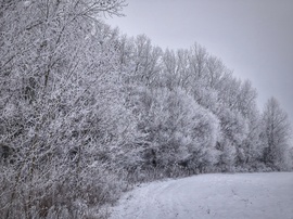 Túlnyomórészt fehérség