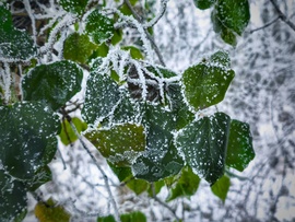 Zöld és fehér kompozíciója
