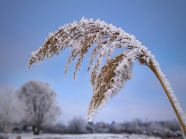 Kiengesztelődés kezdetén