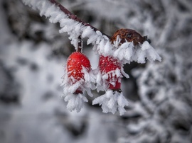 Csipkebogyók zúzmarás díszítése