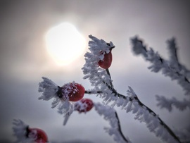 Zúzmarás csipkebogyót megérintő napfény