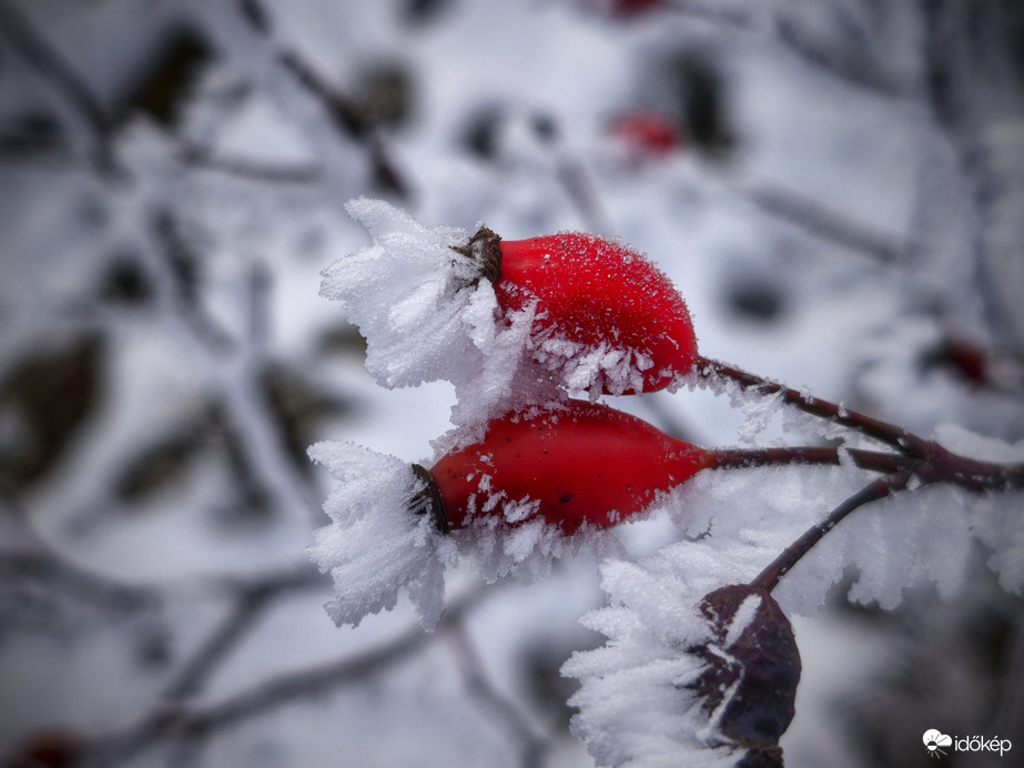 Tűzpiros csipkebogyók és a zúzmara
