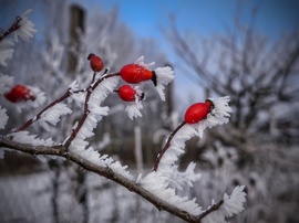 Januári csipkebogyók látványa