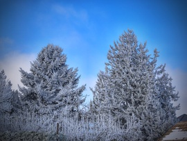 Zúzmarás fenyvesek a kiderülő égbolttal