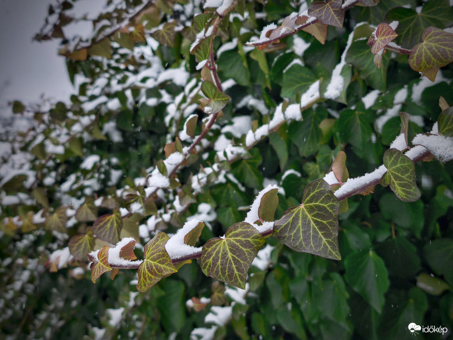Borostyán a hóesésben
