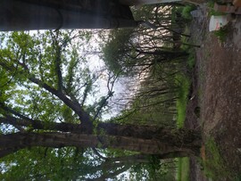 Ásotthalom