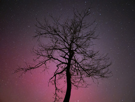 Sarki fény az ágak mögé bújva