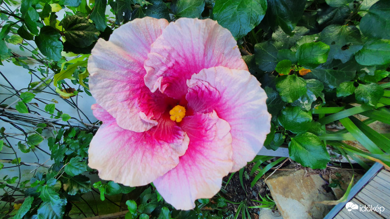 Hibiscus