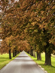 Lipóti gesztenyefasor 