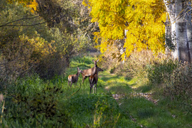 A balatoni berkek sárguló világa. 