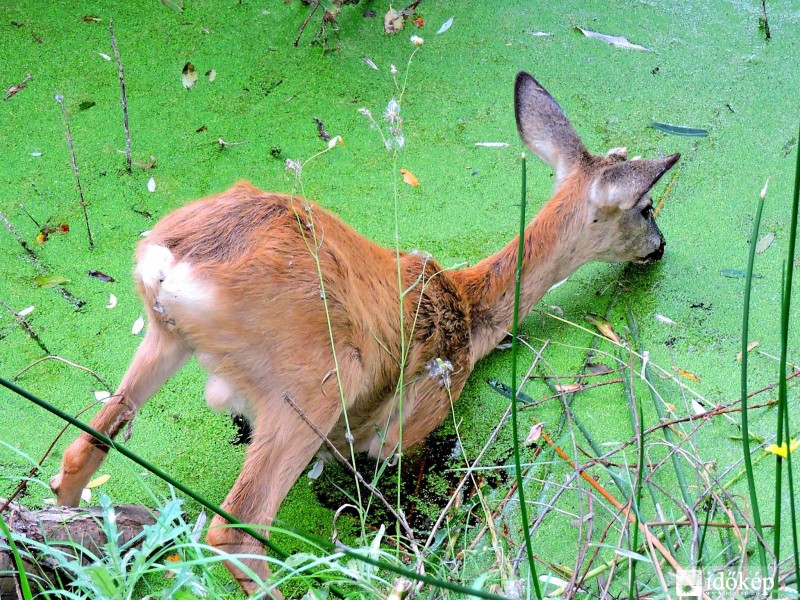 Bambi a mai nap meglepetése... :) 