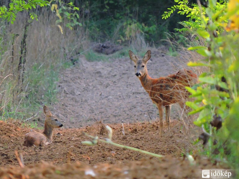 Bambi és anyukája a távolban