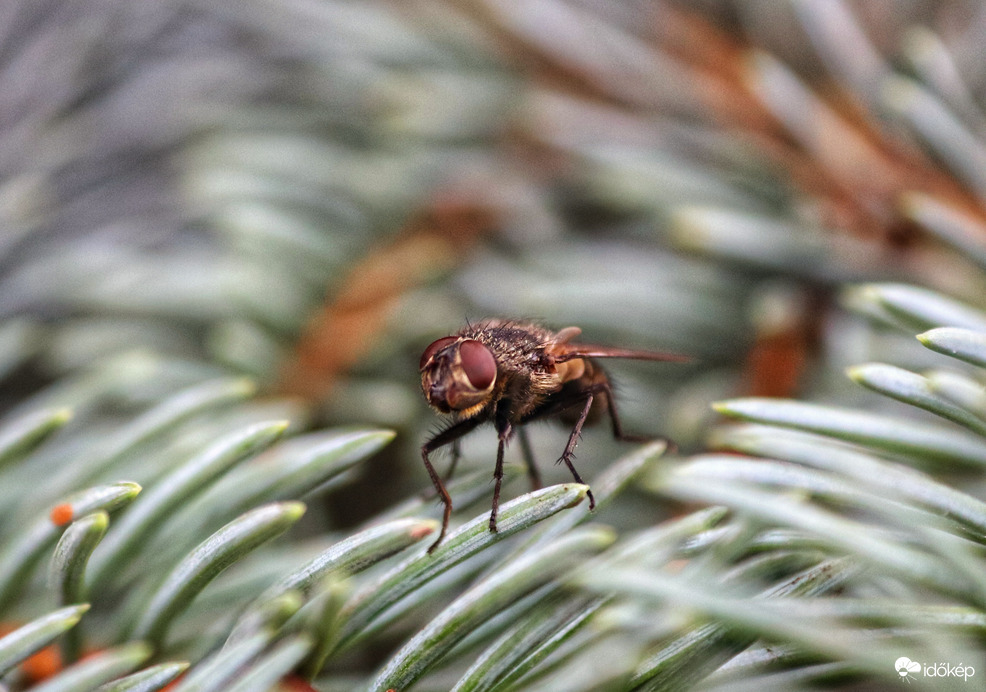 Előjöttek a legyek