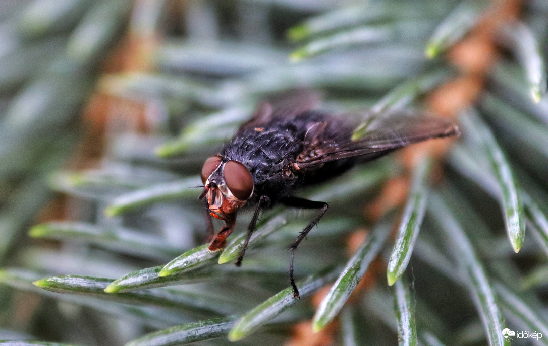 Elő jöttek a legyek