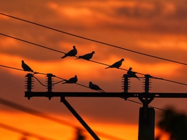 Vasárnapi koránkelés