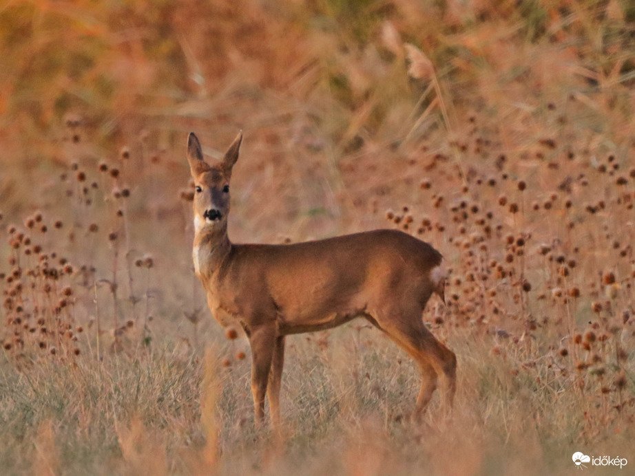 Vasárnapi koránkelés