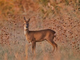 Vasárnapi koránkelés
