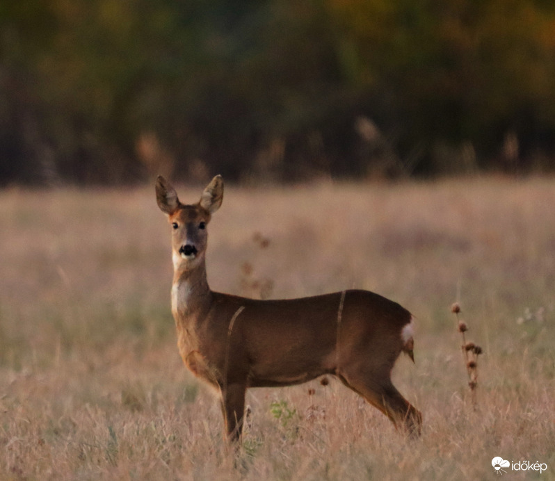 Vasárnapi koránkelés