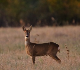 Vasárnapi koránkelés