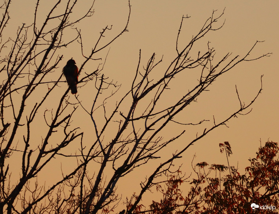 Vasárnapi koránkelés