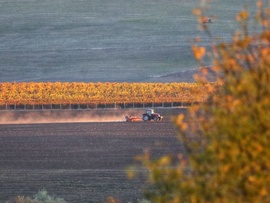 Vasárnapi koránkelés